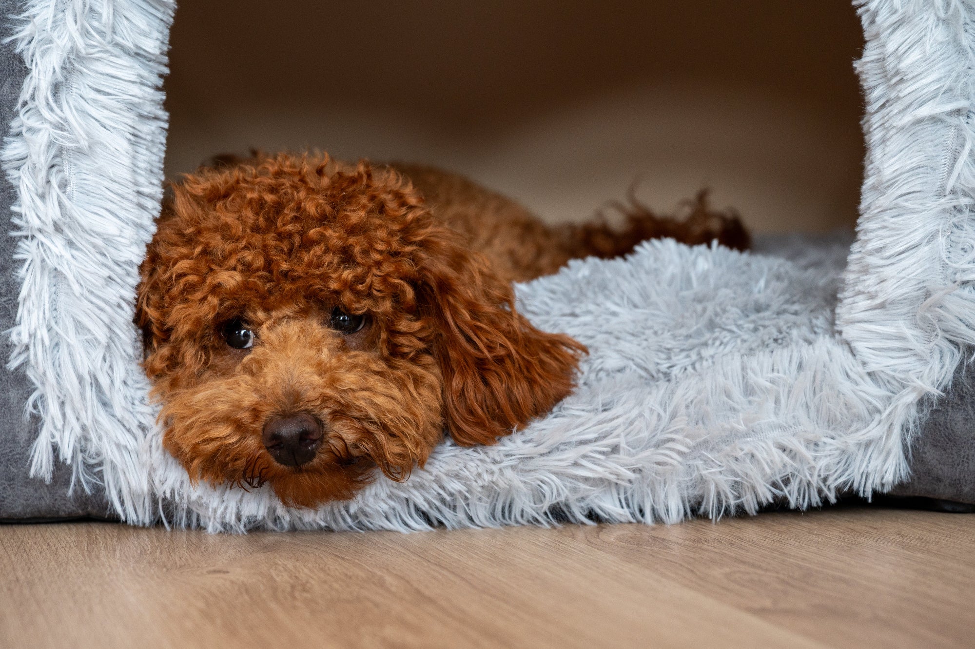 Napzzz_villa_hondenhuis_kattenhuis_antaciet. Leuk knus huisje voor je kat of kleine hond. Voorzien van omkeerbaar ligkussen. Opvouwbaar huisje en biedt een comfortabel en knus ligplek voor je huisdier.